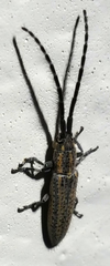 Dorcasta cinerea