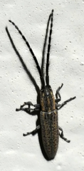 Dorcasta cinerea