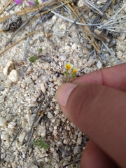 Leptosiphon lemmonii