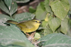 Myiothlypis bivittata