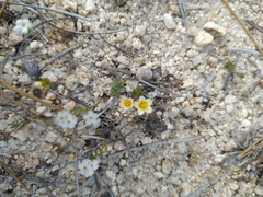 Leptosiphon lemmonii