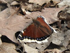 Nymphalis antiopa