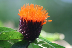 Cnicothamnus lorentzii