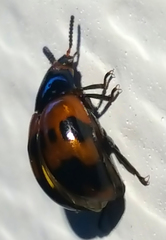 Diaperis nigronotata