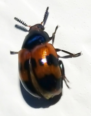 Diaperis nigronotata