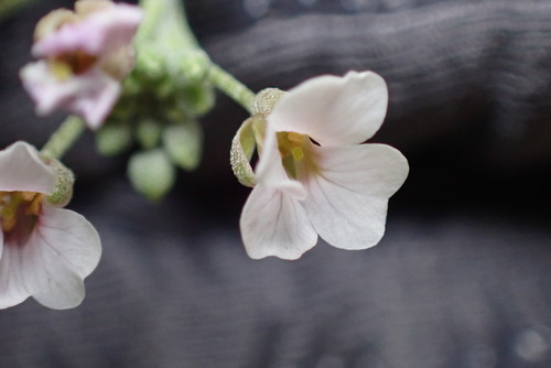 white bladderpod