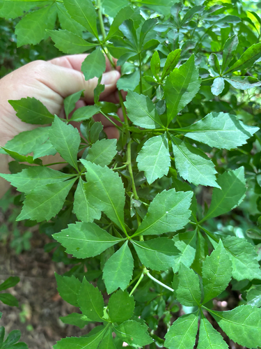 iNaturalist observation photo of Five-fingered Aralia