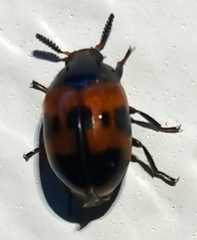 Diaperis nigronotata