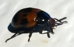 Diaperis nigronotata