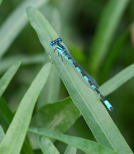Big Bluet photo 4
