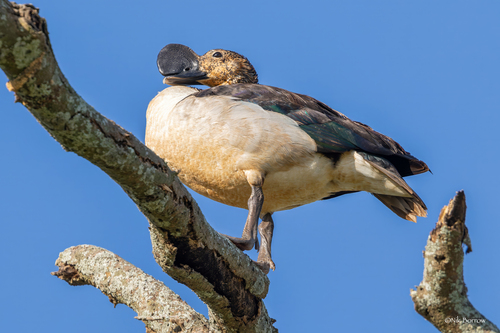 iNaturalist image