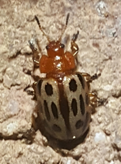 Chrysomela texana