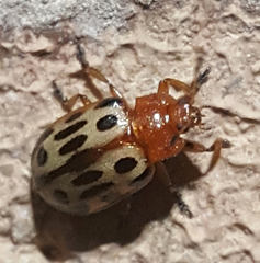 Chrysomela texana