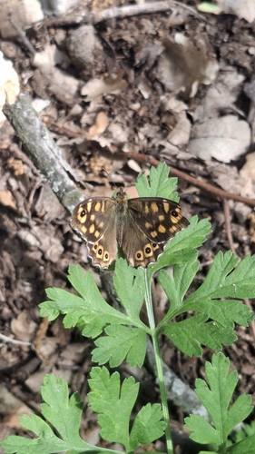 Speckled Wood