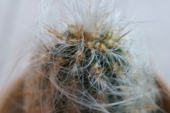 Oreocereus celsianus