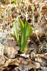 Colchicum umbrosum