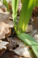 Colchicum umbrosum