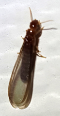 Kalotermitidae