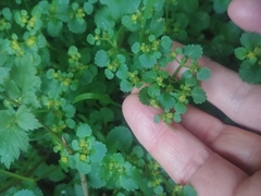 Chrysosplenium glechomifolium