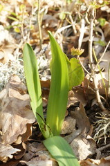 Colchicum umbrosum