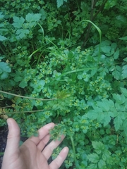 Chrysosplenium glechomifolium
