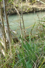 Carex flacca serrulata