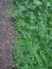 Chrysosplenium glechomifolium