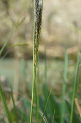 Carex flacca serrulata