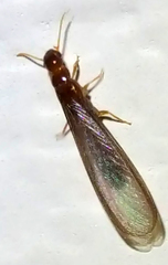 Kalotermitidae