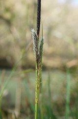 Carex flacca serrulata