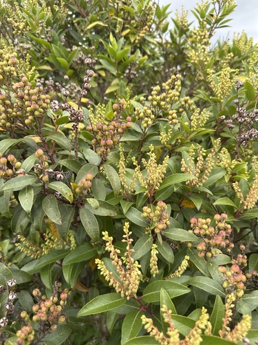 Pieris floribunda, photograph 5