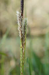 Carex flacca serrulata