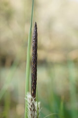 Carex flacca serrulata