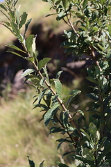 Bowkeria verticillata, photograph (c) Tony Rebelo, some rights reserved (CC BY-SA)