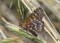 Euphydryas chalcedona klotsi