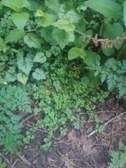 Chrysosplenium glechomifolium
