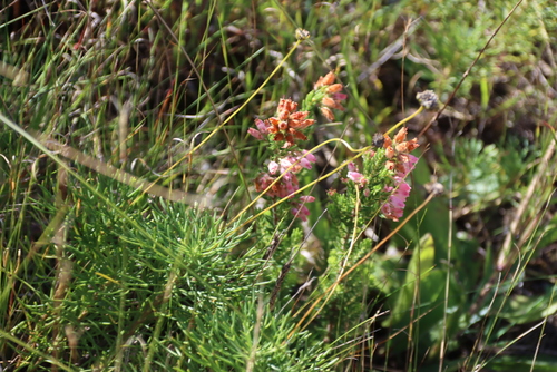 Erica oatesii, photograph 3