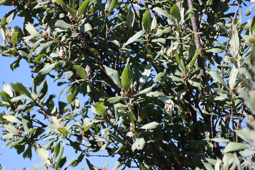 Bowkeria verticillata, photograph 3