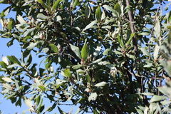 Bowkeria verticillata, photograph (c) Tony Rebelo, some rights reserved (CC BY-SA)