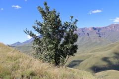 Bowkeria verticillata, photograph (c) Tony Rebelo, some rights reserved (CC BY-SA)