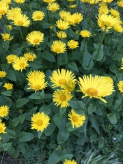 Doronicum
