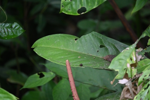 Anthurium hacumense, photograph 5