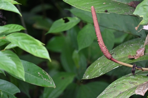 Anthurium hacumense, photograph 6