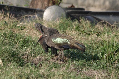 iNaturalist image