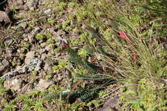 Euphorbia natalensis