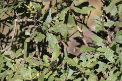 Bowkeria verticillata, photograph (c) Tony Rebelo, some rights reserved (CC BY-SA)