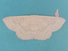 Cosymbiini