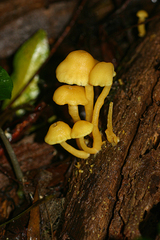 Tricholomopsis aurea
