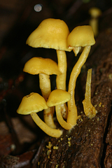 Tricholomopsis aurea