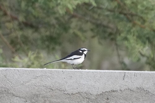 iNaturalist image